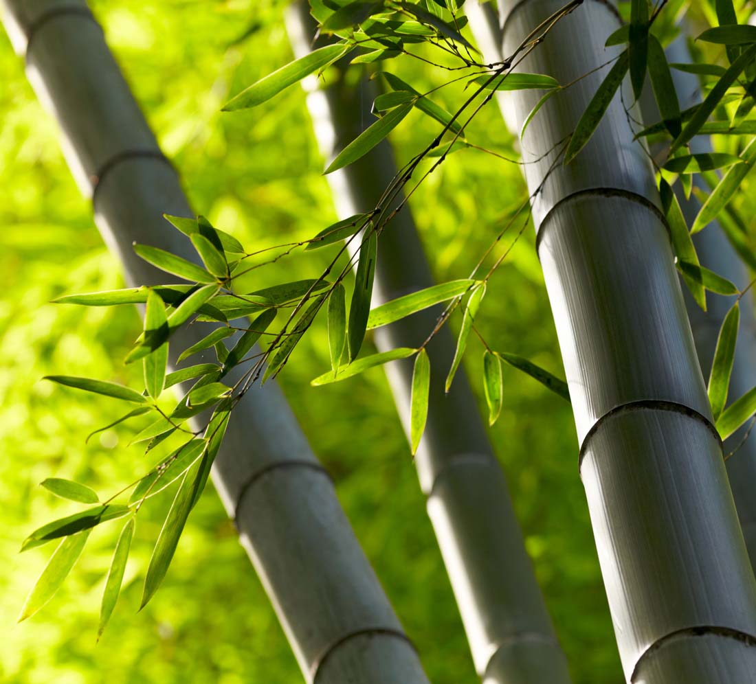 Bamboo woven articles - JT-LIFE